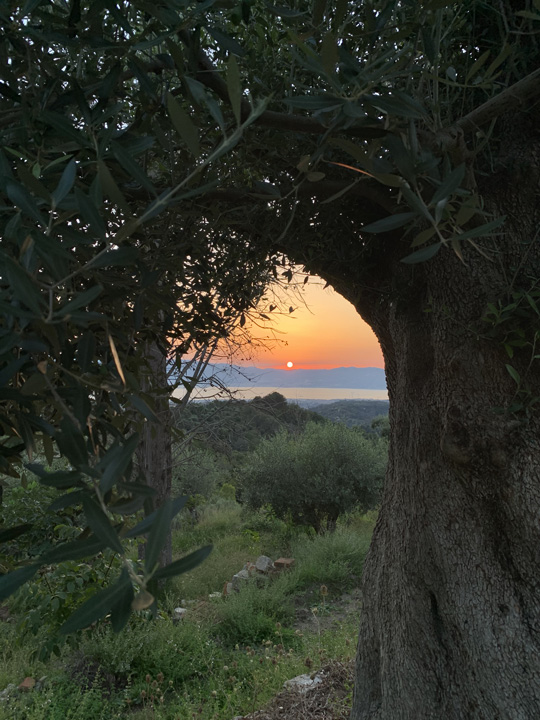 sunset under olive trees