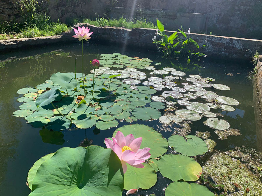fontana con fiori di loto